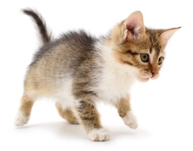 Beyaz bir arka planda küçük kahverengi yavru kedi