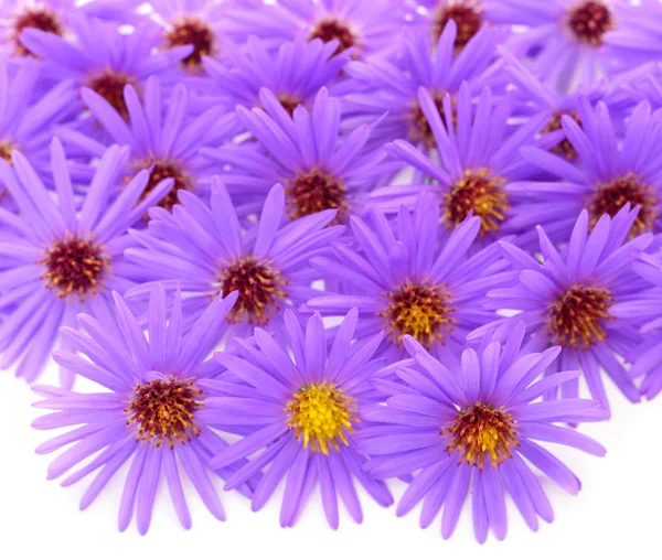 Hösten Vackra Färgglada Blommor Krysantemum Isolerad Vit Bakgrund — Stockfoto