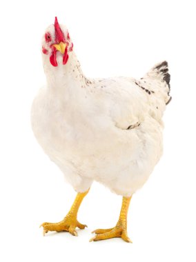 Beyaz arka planda izole genç beyaz tavuk.