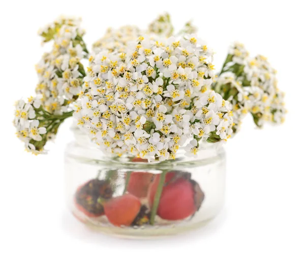 ノコギリソウの花 セイヨウノコギリソウ 白い背景に分離 — ストック写真