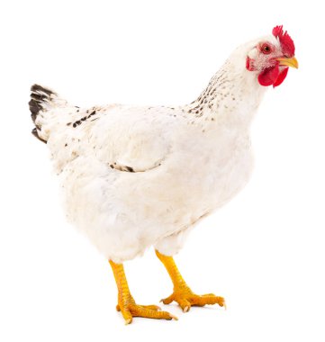 Beyaz arka planda izole genç beyaz tavuk.