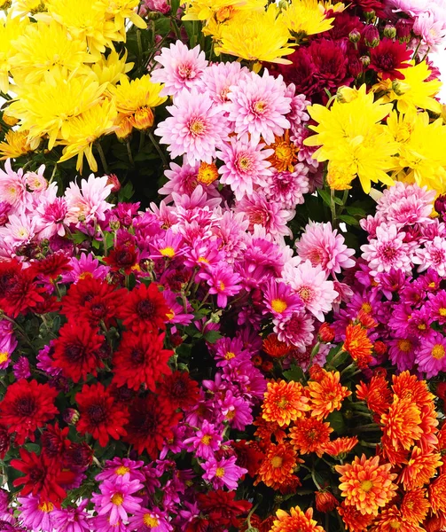 Autumn beautiful colorful flowers of chrysanthemum isolated on white background
