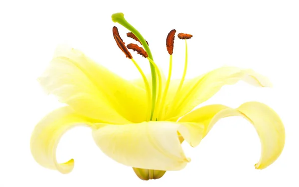 Одна Жовта Лілія Ізольована Білому Тлі — стокове фото