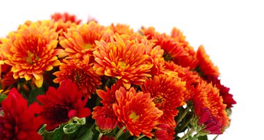 Sonbahar, beyaz arka planda izole edilmiş güzel renkli kasımpatı çiçekleri.