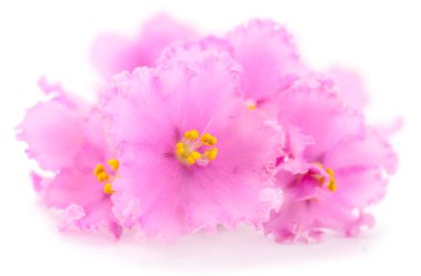 Saintpaulia (Afrika menekşeleri) beyaz arkaplanda izole.