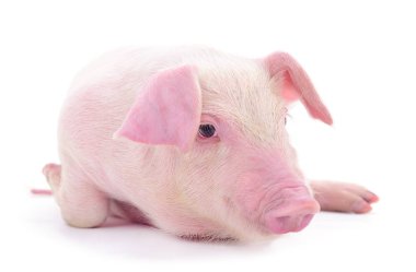 Beyaz arka planda izole edilmiş küçük pembe domuz..
