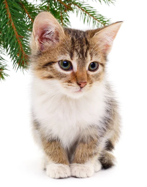 Small Brown Kitten White Background — Stock Photo, Image