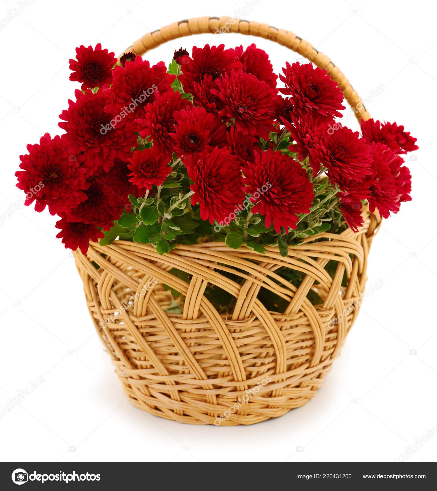 Beautiful Bouquet Chrysanthemum Flowers Basket Isolated White Stock Photo C Singaevskagalina Gmail Com 226431200