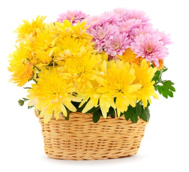 Güzel bir buket kasımpatı, sepetin içinde, beyaz bir sepet içinde.