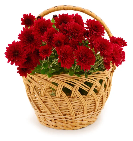 Güzel bir buket kasımpatı, sepetin içinde, beyaz bir sepet içinde.