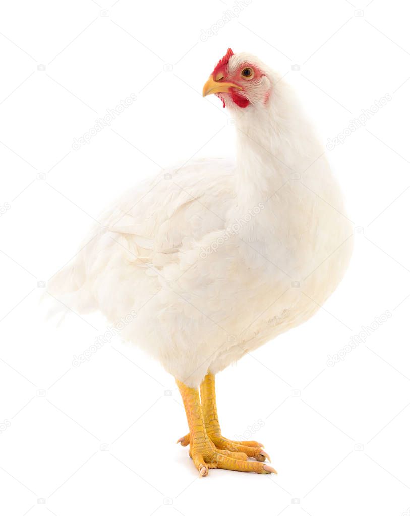 Young white hen isolated on white background.