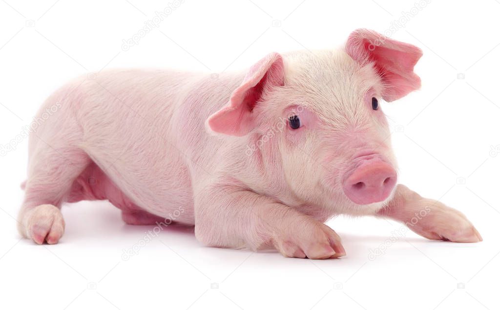 Small pink pig who is isolated on white background.