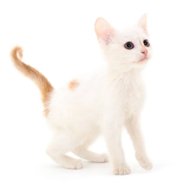 Pequeno Gatinho Branco Isolado Fundo Branco — Fotografia de Stock