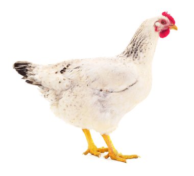 Beyaz arka planda izole genç beyaz tavuk.