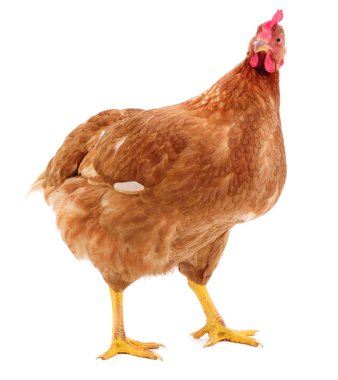 Genç kahverengi tavuk beyaz arka planda izole edildi.