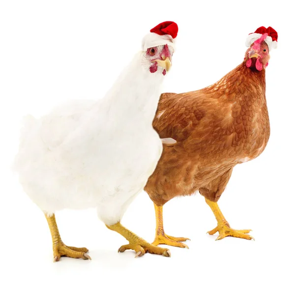 Deux Poulets Dans Chapeau Rouge Père Noël Isolés Sur Blanc — Photo