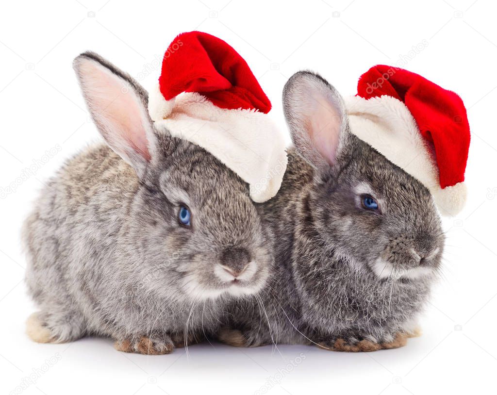 Two gray rabbits Santa Claus hat isolated on a white background.