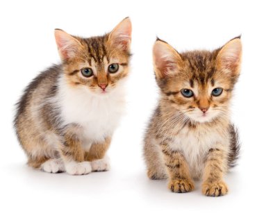 Beyaz arka planda iki kedi yavrusu.