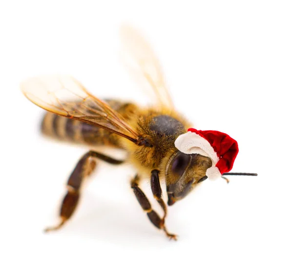 Zár Megjelöl Szemcsésedik Ból Egy Méh Egy Mikulás Kalap Elszigetelt — Stock Fotó