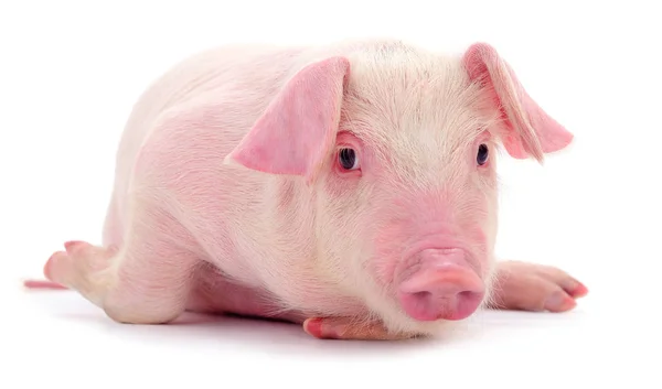 Pequeño Cerdo Rosado Que Está Aislado Sobre Fondo Blanco — Foto de Stock