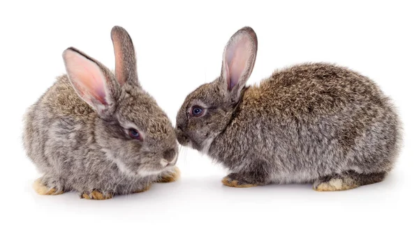Beyaz Arka Planda Izole Edilmiş Gri Tavşanlar — Stok fotoğraf