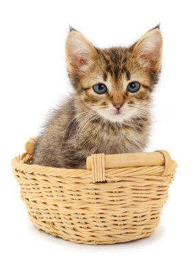 Kitty beyaz arka planda yalnız başına sepette oturuyor..