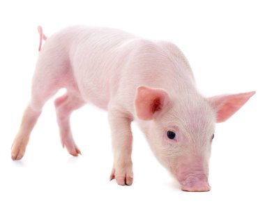 Beyaz arka planda izole edilmiş küçük pembe domuz..
