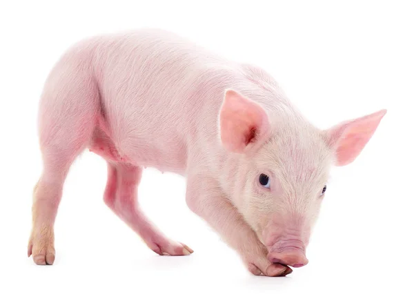 Piccolo Maiale Rosa Che Isolato Sfondo Bianco — Foto Stock