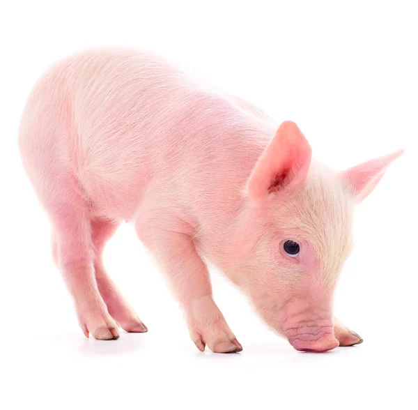 Pequeño cerdo rosa aislado . —  Fotos de Stock