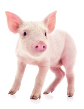 Small pink pig who is isolated on white background. clipart