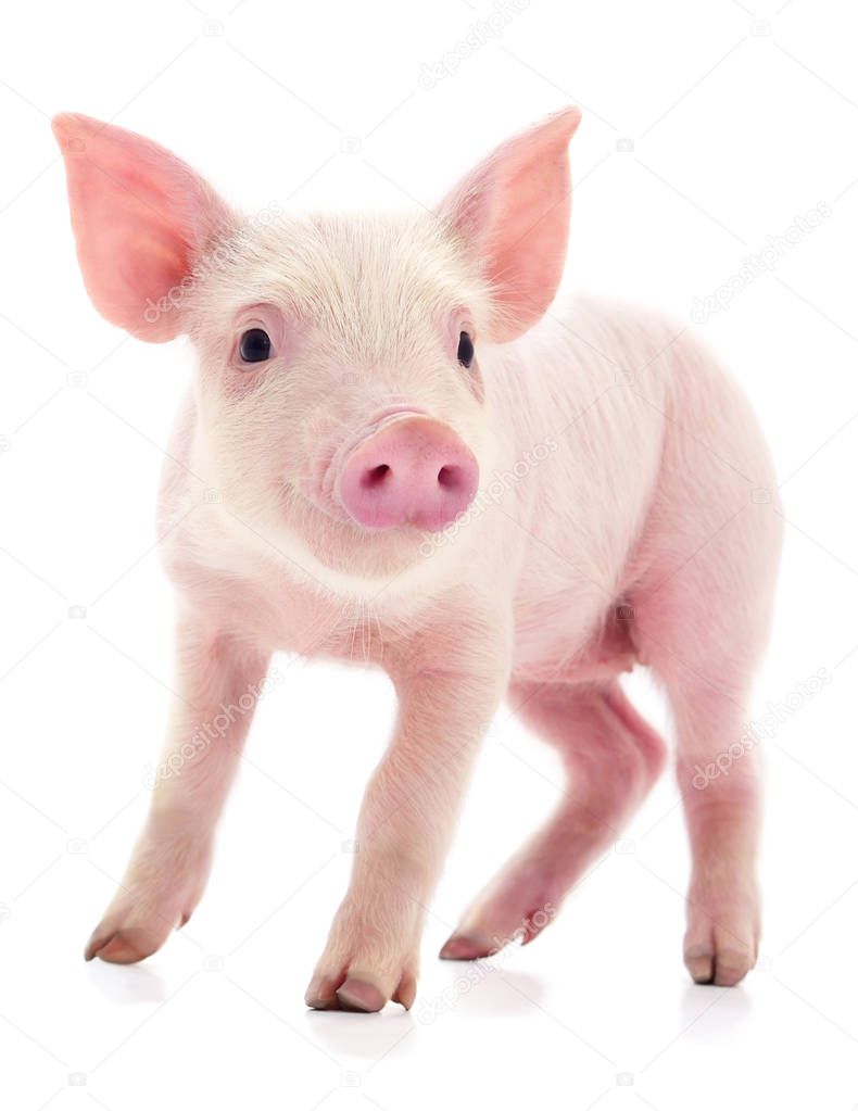 Small pink pig who is isolated on white background.