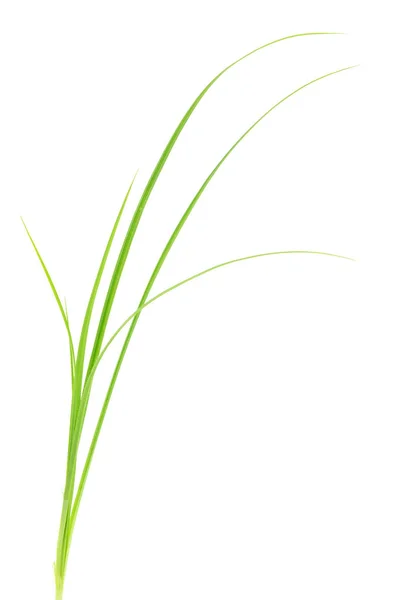 Vers Groen Gras Geïsoleerd Witte Achtergrond — Stockfoto