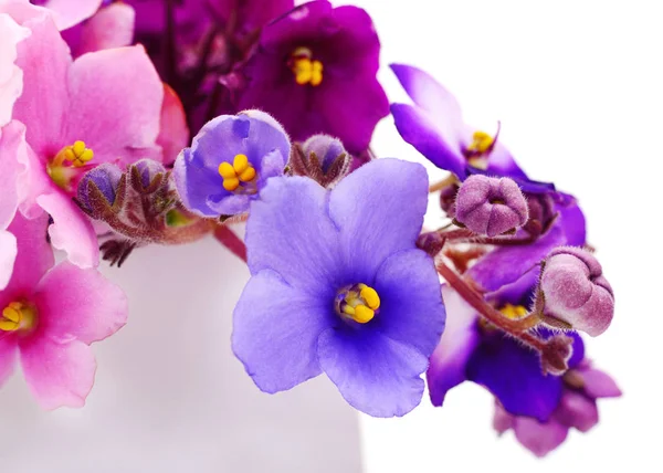 Saintpaulia Violetas Africanas Isolado Sobre Fundo Branco — Fotografia de Stock