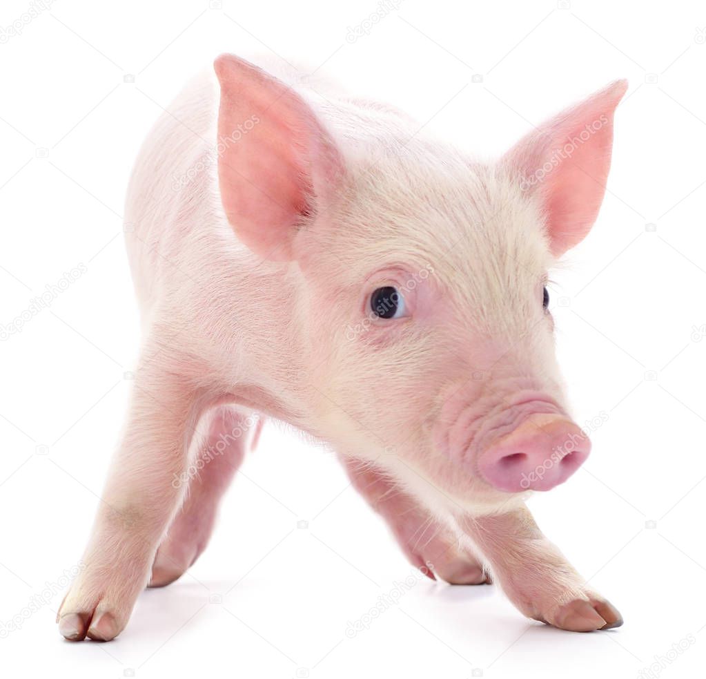 Small pink pig who is isolated on white background.