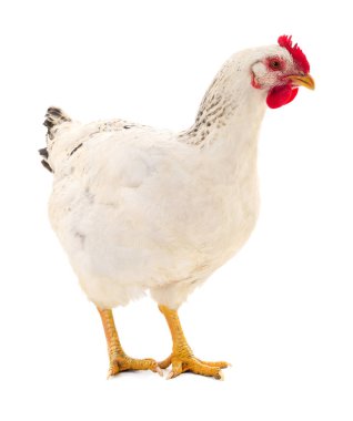 Beyaz arka planda izole genç beyaz tavuk.