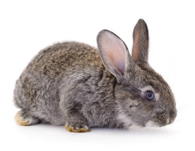 Beyaz arka planda izole edilmiş gri tavşan.