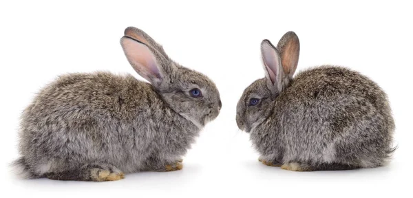 Twee Grijze Konijnen Geïsoleerd Een Witte Achtergrond — Stockfoto