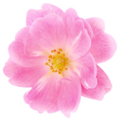 Dal üzerinde pembe gül çiçeği ve beyaz arkaplanda izole edilmiş yaprak.