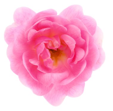 Dal üzerinde pembe gül çiçeği ve beyaz arkaplanda izole edilmiş yaprak.