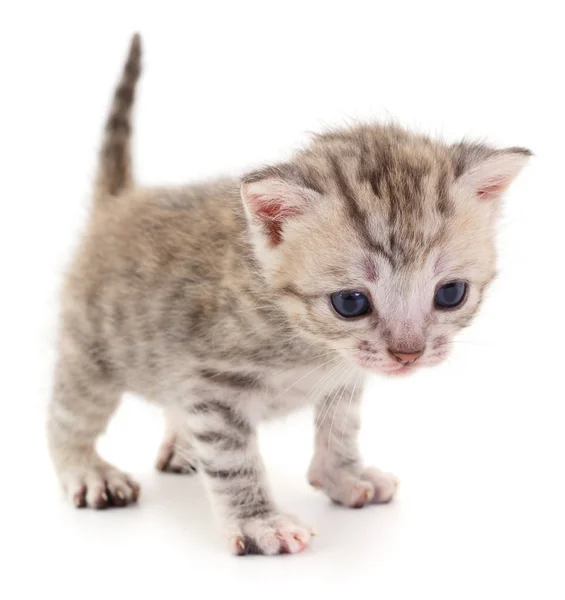 Small Gray Kitten Isolated White Background — Stock Photo, Image
