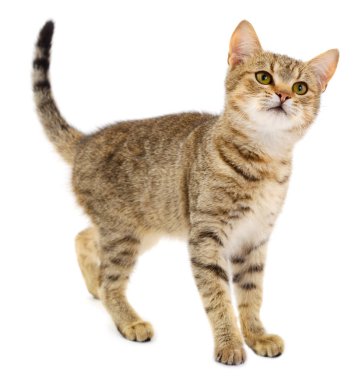 Beyaz bir arka planda küçük kahverengi yavru kedi