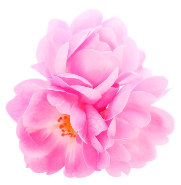 Rosa Rose Fiori Ramo Foglia Isolato Sfondo Bianco — Foto Stock