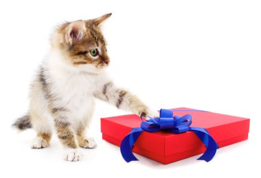 Beyaz bir arka plan üzerinde küçük kahverengi yavru kedi ve Hediyelik kutu