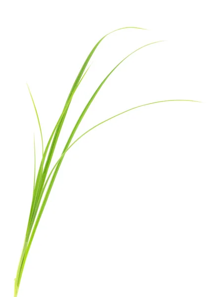 Fresh Green Grass Isolated White Background — Stock Photo, Image