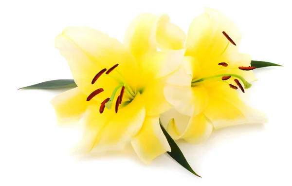 Two Yellow Lily Isolated White Background — Stock Photo, Image