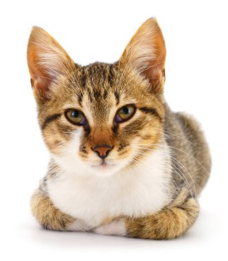 Beyaz arka planda güzel kahverengi ev kedisi.