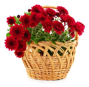 Güzel bir buket kasımpatı, sepetin içinde, beyaz bir sepet içinde.