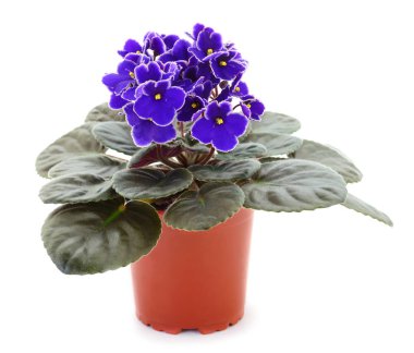  Saintpaulia beyaz arka planda bir tencerede