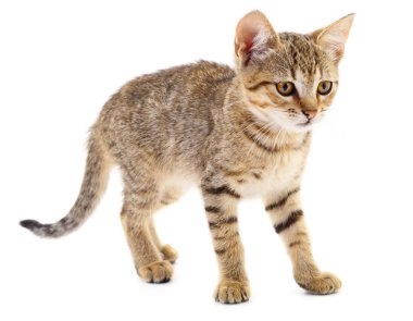 Beyaz bir arka planda küçük kahverengi yavru kedi