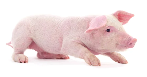 Pequeno Porco Rosa Que Está Isolado Fundo Branco — Fotografia de Stock